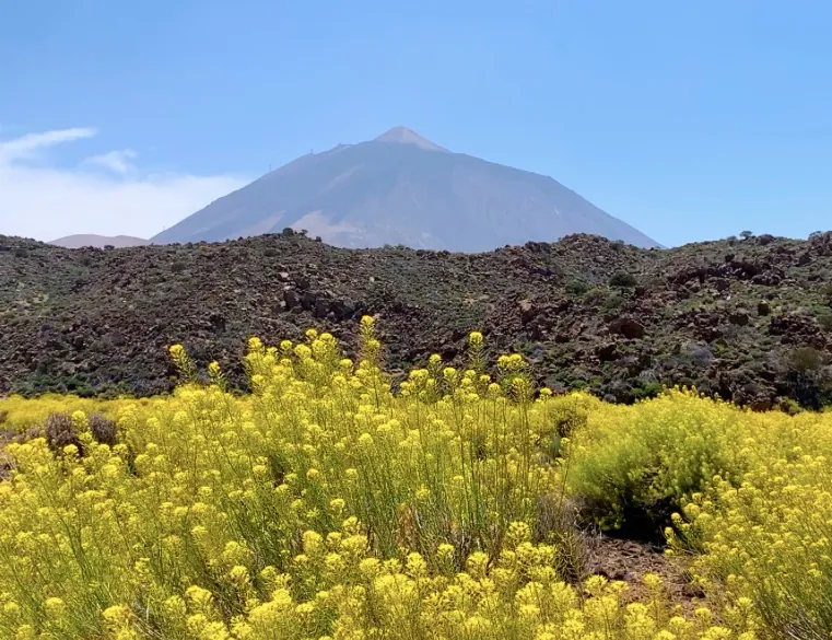 El nuevo PRUG convierte el parque nacional del Teide en un parque temático donde la conservación es la gran olvidada